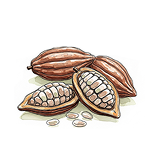 Hành trình hạt cacao Việt — Từ vườn đến thanh sô cô la